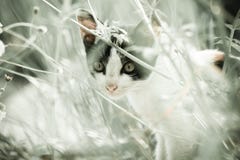 Gato e natureza imagens de stock royalty free Gato e natureza imagens de stock royalty free