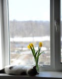 Gato e ramalhete macios brancos de tulipas amarelas das flores em um vaso de vidro em uma soleira Imagem de Stock Gato e ramalhete macios brancos de tulipas amarelas das flores em um vaso de vidro em uma soleira Imagem de Stock