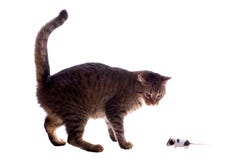 Gato e rato isolados imagem de stock Gato e rato isolados imagem de stock
