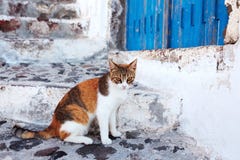 Gato em Santorini, Grécia foto de stock Gato em Santorini, Grécia foto de stock