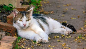 Gato en un jardín que mira derecho en la cámara Fotos de archivo Gato en un jardín que mira derecho en la cámara Fotos de archivo