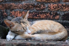 Gato especial com sonho doce no templo antigo de Ayutthaya foto de stock Gato especial com sonho doce no templo antigo de Ayutthaya foto de stock