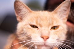 Gato feliz O gato vermelho bonito olha na c?mera Alimento das pancadinhas para a sanidade animal Retrato de um gatinho triste imagens de stock royalty free Gato feliz O gato vermelho bonito olha na c?mera Alimento das pancadinhas para a sanidade animal Retrato de um gatinho triste imagens de stock royalty free
