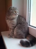 Gato, gatos, animais de estimação, dobra escocesa fotos de stock Gato, gatos, animais de estimação, dobra escocesa fotos de stock