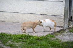 Gato grande de dos calles que se intimida antes de luchar blanco imágenes de archivo libres de regalías Gato grande de dos calles que se intimida antes de luchar blanco imágenes de archivo libres de regalías