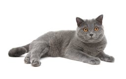 Gato gris (la raza escocés-recta, envejece 8,0 meses) en vagos blancos fotos de archivo libres de regalías Gato gris (la raza escocés-recta, envejece 8,0 meses) en vagos blancos fotos de archivo libres de regalías