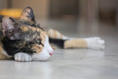 Gato lindo que duerme en la tierra foto de archivo libre de regalías Gato lindo que duerme en la tierra foto de archivo libre de regalías