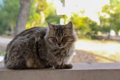 Gato macio bonito em uma parede, Limassol, Chipre fotos de stock Gato macio bonito em uma parede, Limassol, Chipre fotos de stock