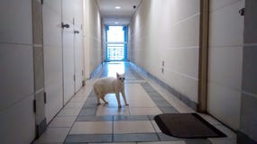 Gato mais estranho branco imagens de stock Gato mais estranho branco imagens de stock