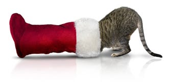 Gato na meia do Natal Gato na meia do Natal