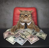Gato na tabela com dólares imagem de stock Gato na tabela com dólares imagem de stock
