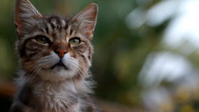 Gato nacional metrajes Gato nacional metrajes