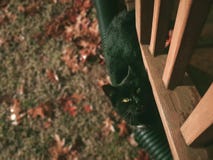 Gato negro en otoño con los ojos verdes estéticos imagenes de archivo Gato negro en otoño con los ojos verdes estéticos imagenes de archivo