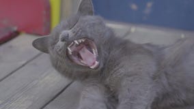 Gato negro Gato negro