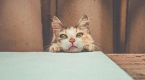 Gato novo bonito que encontra-se para baixo vista de um baixo ângulo foto de stock Gato novo bonito que encontra-se para baixo vista de um baixo ângulo foto de stock