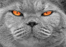 Gato pedigrí con los ojos anaranjados Gato pedigrí con los ojos anaranjados