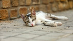 Gato perdido soñoliento que pone en el pavimento imágenes de archivo libres de regalías Gato perdido soñoliento que pone en el pavimento imágenes de archivo libres de regalías
