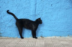 Gato preto imagem de stock Gato preto imagem de stock