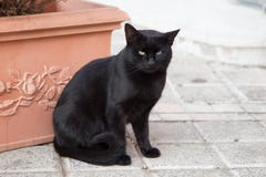 Gato preto fotos de stock royalty free Gato preto fotos de stock royalty free