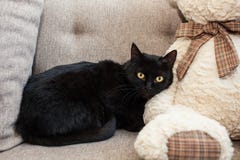 gato preto com olhos amarelos em uma casa nova Problemas mentais e emocionais dos gatos fotos de stock gato preto com olhos amarelos em uma casa nova Problemas mentais e emocionais dos gatos fotos de stock