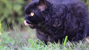 Gato preto com os olhos amarelos exteriores O gato preto encontra-se fora na grama Gato do rex de Selkirk que come a grama no jar video estoque Gato preto com os olhos amarelos exteriores O gato preto encontra-se fora na grama Gato do rex de Selkirk que come a grama no jar video estoque