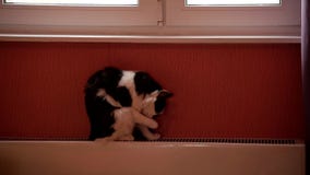 Gato preto e branco bonito que senta-se em uma bateria e em uma lavagem do aquecimento central video estoque Gato preto e branco bonito que senta-se em uma bateria e em uma lavagem do aquecimento central video estoque
