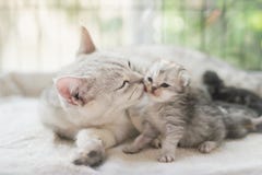 Gato que beija seu gatinho com amor imagens de stock Gato que beija seu gatinho com amor imagens de stock