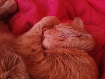 Gato que dorme na cama cor-de-rosa imagens de stock royalty free Gato que dorme na cama cor-de-rosa imagens de stock royalty free
