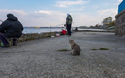 Gato que espera una captura en la pesca en el muelle del río de Dnipro en la ciudad de Ukrainka, región de Kiev, Ucrania imágenes de archivo libres de regalías Gato que espera una captura en la pesca en el muelle del río de Dnipro en la ciudad de Ukrainka, región de Kiev, Ucrania imágenes de archivo libres de regalías