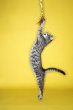 Gato que joga com telha.