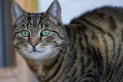 Gato relajado en casa que mira la cámara imagen de archivo libre de regalías Gato relajado en casa que mira la cámara imagen de archivo libre de regalías