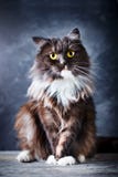 Gato, retrato de un gato divertido con los ojos amarillos grandes fotografía de archivo libre de regalías Gato, retrato de un gato divertido con los ojos amarillos grandes fotografía de archivo libre de regalías