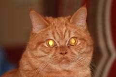 Gato rojo interesante imágenes de archivo libres de regalías Gato rojo interesante imágenes de archivo libres de regalías