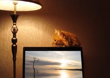 Gato rojo mullido que se sienta detrás de LCD TV fotografía de archivo Gato rojo mullido que se sienta detrás de LCD TV fotografía de archivo