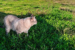 Gato siamés que camina en un prado verde en un día soleado Vista posterior lateral imágenes de archivo libres de regalías Gato siamés que camina en un prado verde en un día soleado Vista posterior lateral imágenes de archivo libres de regalías