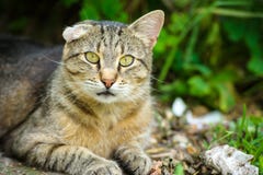 Gato sin hogar Fotografía de archivo Gato sin hogar Fotografía de archivo
