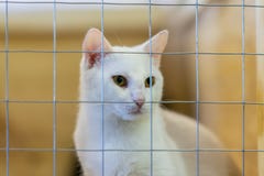 Gato sozinho desabrigado triste macio branco, olhando para fora da gaiola atr?s das barras em um abrigo que espera algu?m para ad fotografia de stock Gato sozinho desabrigado triste macio branco, olhando para fora da gaiola atr?s das barras em um abrigo que espera algu?m para ad fotografia de stock