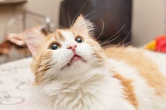 Gato soñador rojo Fotografía de archivo libre de regalías Gato soñador rojo Fotografía de archivo libre de regalías