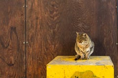 Gato sério imagens de stock Gato sério imagens de stock