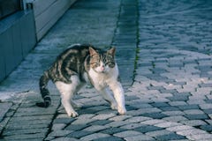 Gato sério da rua imagem de stock Gato sério da rua imagem de stock