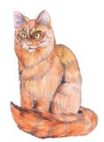 Gato tirado mão do vermelho da aquarela ilustração do vetor Gato tirado mão do vermelho da aquarela ilustração do vetor