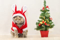 Gato triste de la Navidad imagenes de archivo Gato triste de la Navidad imagenes de archivo