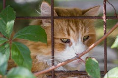 Gato triste na gaiola foto de stock royalty free Gato triste na gaiola foto de stock royalty free