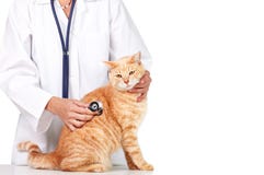 Gato vermelho com doutor veterinário. fotografia de stock Gato vermelho com doutor veterinário. fotografia de stock