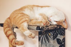 Gato vermelho que encontra-se na cama acima das patas animal de estima??o do sono fotografia de stock Gato vermelho que encontra-se na cama acima das patas animal de estima??o do sono fotografia de stock