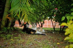 Gatos debajo de las plantas fotos de archivo libres de regalías Gatos debajo de las plantas fotos de archivo libres de regalías