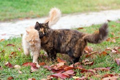 Gatos no parque do outono Concha de tartaruga e gatos vermelhos no amor que andam nas folhas caídas coloridas exteriores Fotografia de Stock Gatos no parque do outono Concha de tartaruga e gatos vermelhos no amor que andam nas folhas caídas coloridas exteriores Fotografia de Stock