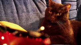 Gatos que mienten en el sofá Gatos que mienten en el sofá