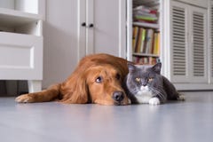 Gatti britannici e golden retriever dello shorthair immagini stock Gatti britannici e golden retriever dello shorthair immagini stock