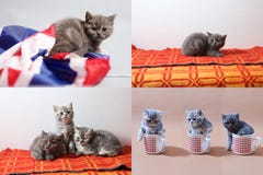 Gattini, tazze e una bandiera della Gran Bretagna, multicam immagine stock libera da diritti Gattini, tazze e una bandiera della Gran Bretagna, multicam immagine stock libera da diritti